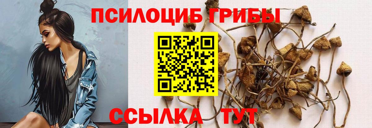 Галлюциногенные грибы Psilocybe  Псилоцибиновые грибы прущие грибы  Скопин 